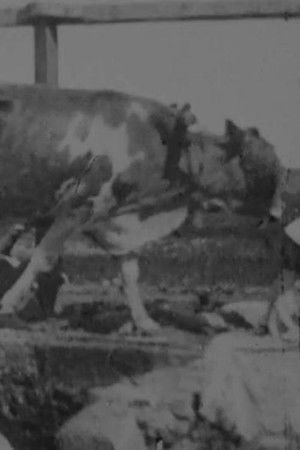 Egyptian Bullock-Pump Drawing Water Egyptian Bullock-Pump Drawing Water