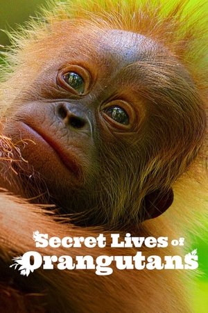 Secret Lives of Orangutans Secret Lives of Orangutans
