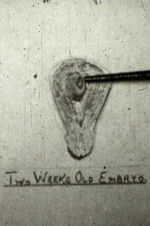 The Creation Of Life The Creation Of Life