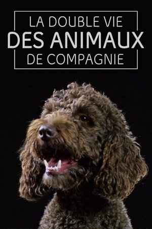 The Secret Life of Pets The Secret Life of Pets