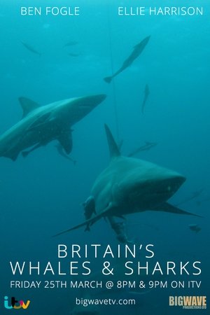Britain's Whales and Sharks Britain's Whales and Sharks