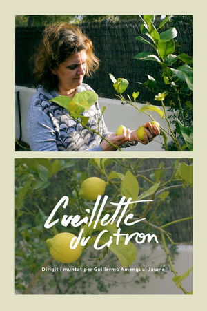 Cueillette du citron Cueillette du citron