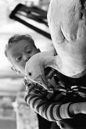 Peterle und die Weihnachtsgans Auguste Peterle und die Weihnachtsgans Auguste