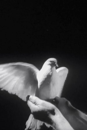 The Butterfly and the Candle Flame The Butterfly and the Candle Flame