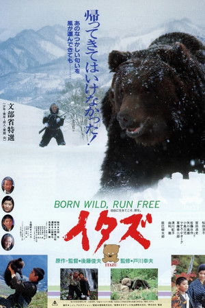 The Forest of the Little Bear The Forest of the Little Bear