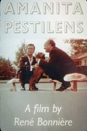 Amanita Pestilens Amanita Pestilens