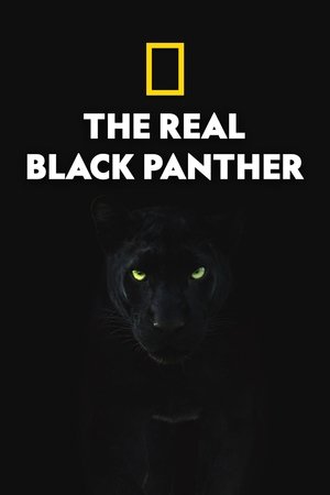 The Real Black Panther The Real Black Panther