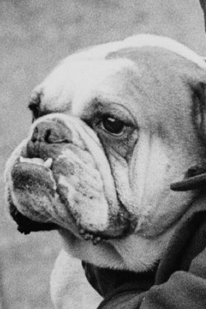 A Cat And Dog Life A Cat And Dog Life