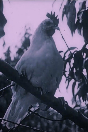 The Last Word in Chickens