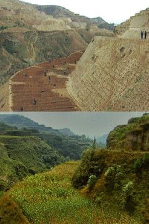 Green Gold Green Gold