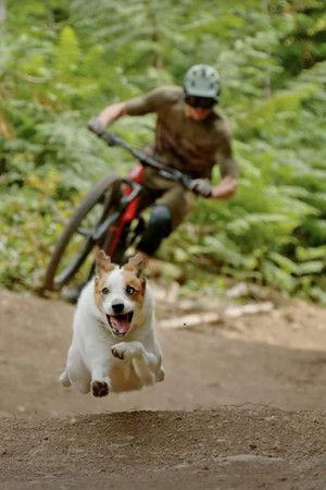 A Dog's Tale A Dog's Tale