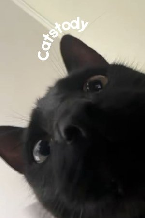 Catstody Catstody
