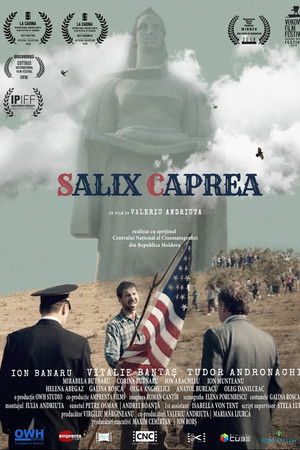 Salix Caprea Salix Caprea