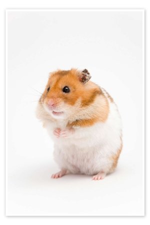 The Intervention The Intervention