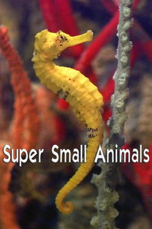 Super Small Animals Super Small Animals