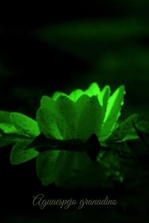 Water-Mirror of Granada Water-Mirror of Granada