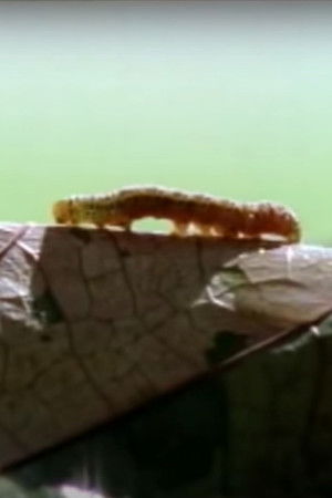 Sound of Steps Sound of Steps