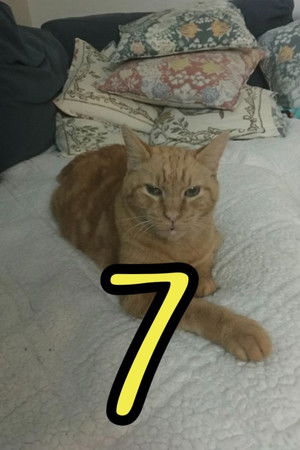 The Adventures of Murphy the Cat #7 The Adventures of Murphy the Cat #7