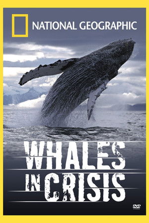 Whales in Crisis Whales in Crisis