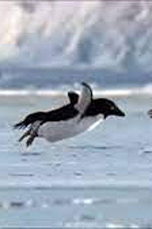 Miracles of Evolution Miracles of Evolution