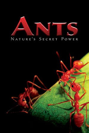 Ants - Nature's Secret Power