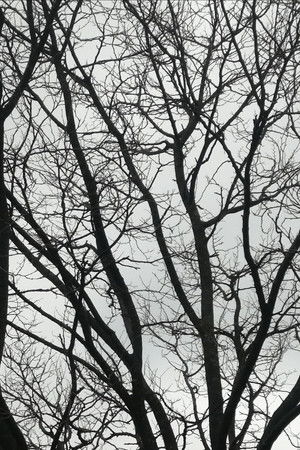 Tree Limbs Tree Limbs