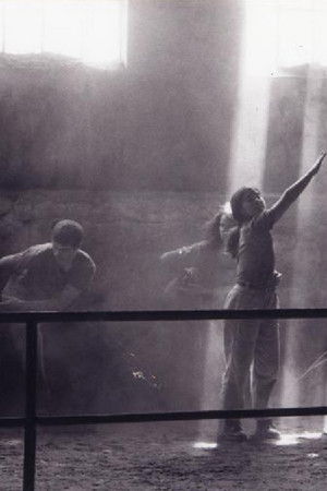 Vertigo Bird Vertigo Bird