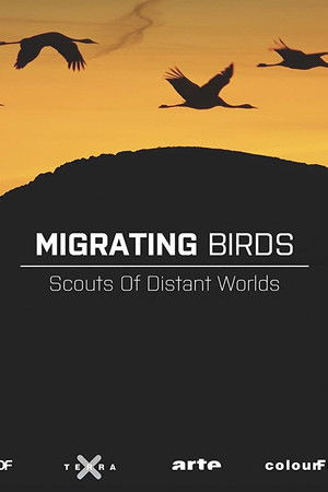 Zugvögel - Kundschafter in fernen Welten Zugvögel - Kundschafter in fernen Welten