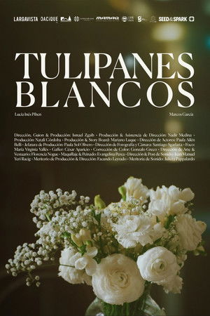 Tulipanes blancos Tulipanes blancos