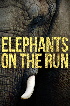 Elephants on the Run Elephants on the Run