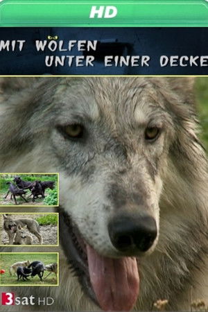 Mit Wölfen unter einer Decke