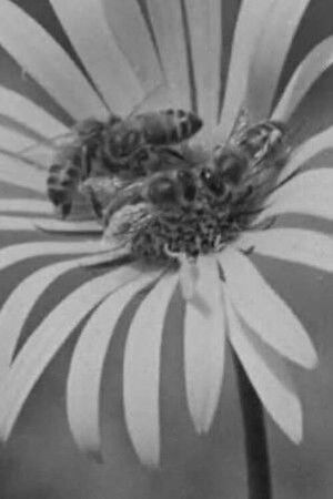 Honey Country Honey Country