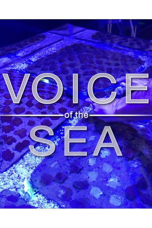 Voice of the Sea Voice of the Sea