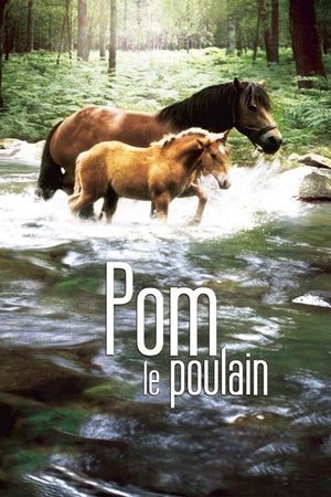 Pom, le poulain Pom, le poulain