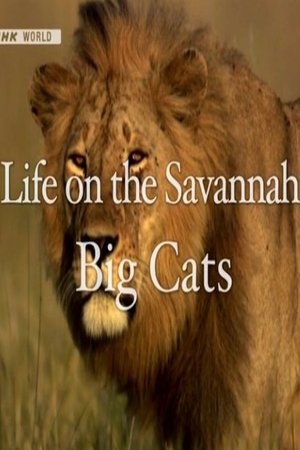 Life on the Savannah: Big Cats