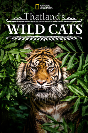 Thailand's Wild Cats Thailand's Wild Cats