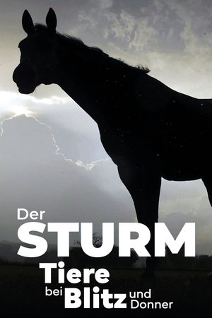 Der Sturm - Tiere bei Blitz und Donner Der Sturm - Tiere bei Blitz und Donner