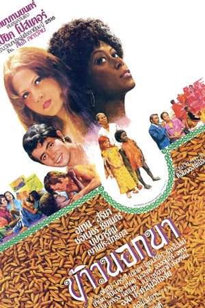 The American Surplus The American Surplus