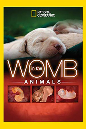 In The Womb: Animals In The Womb: Animals