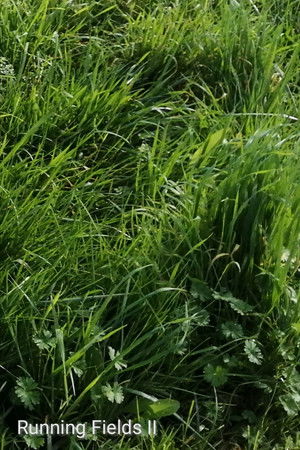 Running Fields II Running Fields II