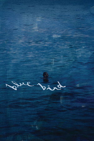 Blue Bird Blue Bird