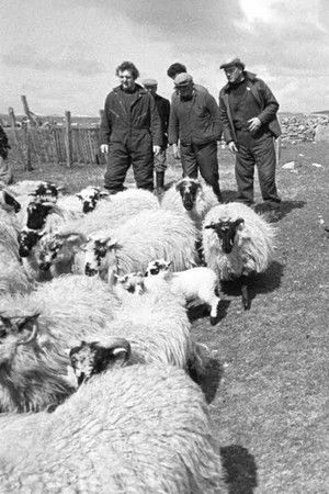 The Shepherds of Berneray The Shepherds of Berneray