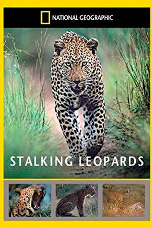 Stalking Leopards Stalking Leopards