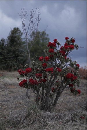 Stars of Gaomeigu Stars of Gaomeigu