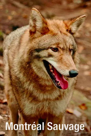 Montréal sauvage Montréal sauvage