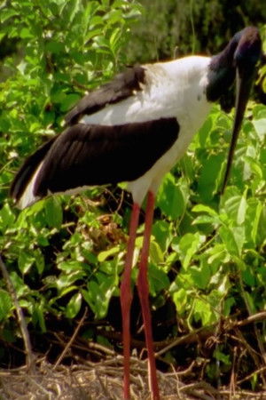 Wild Kakadu Wild Kakadu