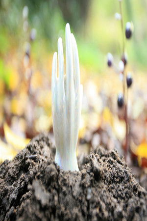 Regeneration Regeneration