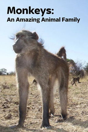 Monkeys: An Amazing Animal Family Monkeys: An Amazing Animal Family