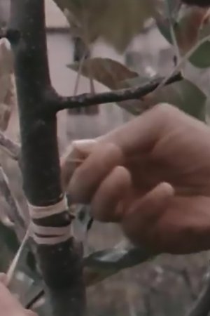 Elective Affinities Elective Affinities