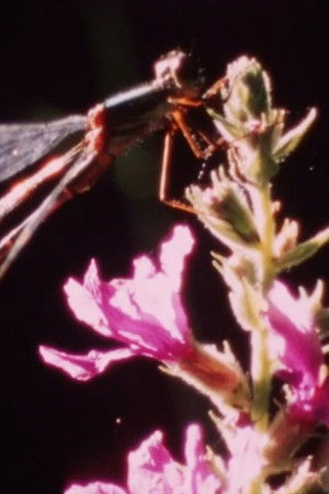 Beautiful young ladies Beautiful young ladies